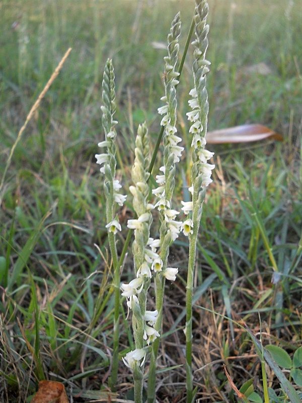 Spiranthes spiralis tra Toscana e Liguria